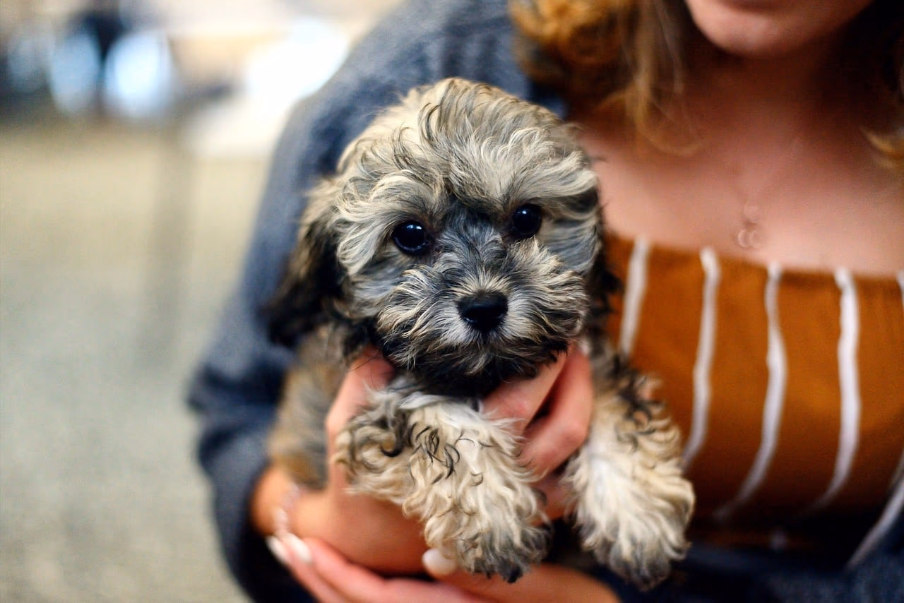 Cute Puppies for Sale in Kolkata: A Complete Guide to Choosing the Right One