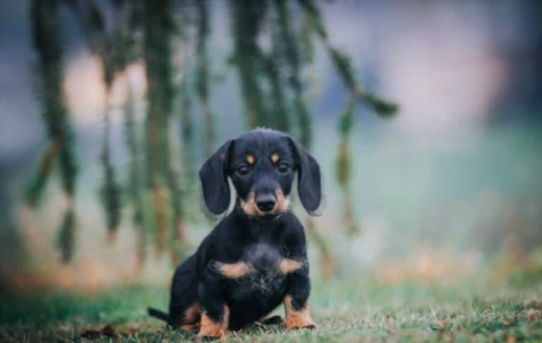Smooth-coated Dachshund puppy with the breed's long body and short legs