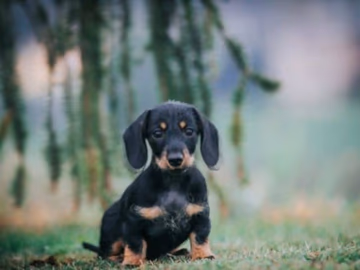 Smooth-coated Dachshund puppy with the breed's long body and short legs
