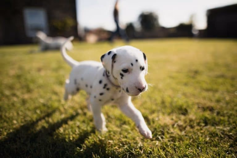 Dalmatian puppy with the breed's distinctive black-spotted white coat