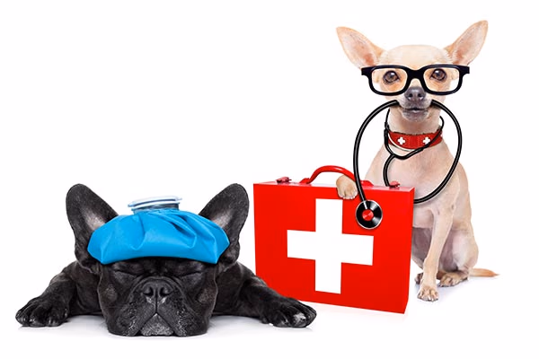 Dog First Aid Kit: What You Need in Your Canine Emergency Kit?