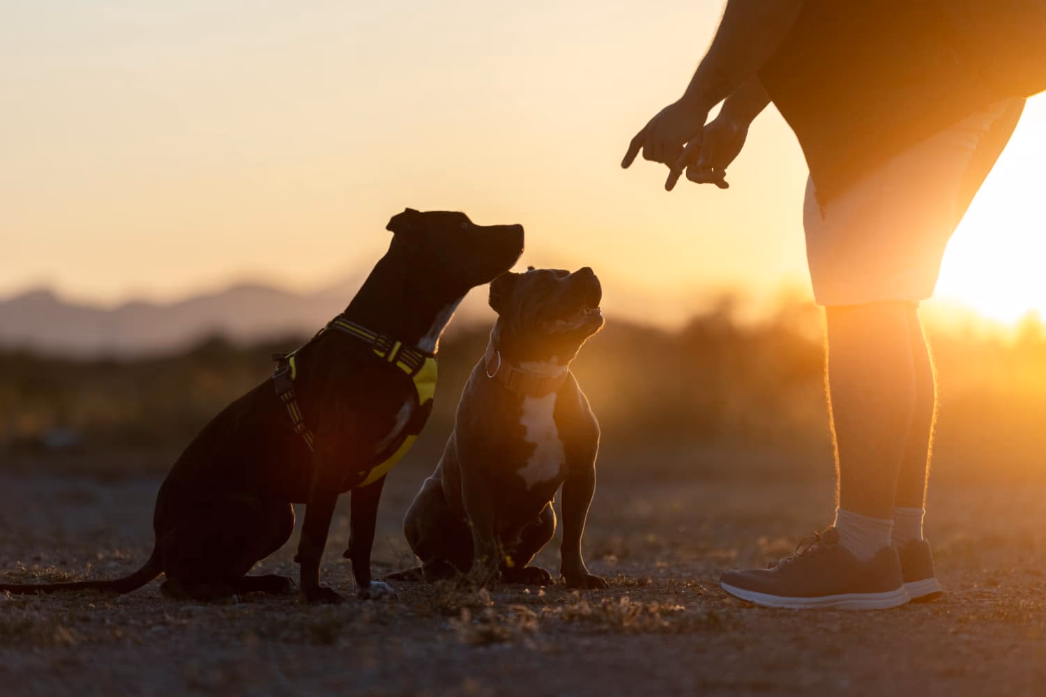 Dog Price in Kolkata 2025 – Complete Guide by Flower Pets Birati
