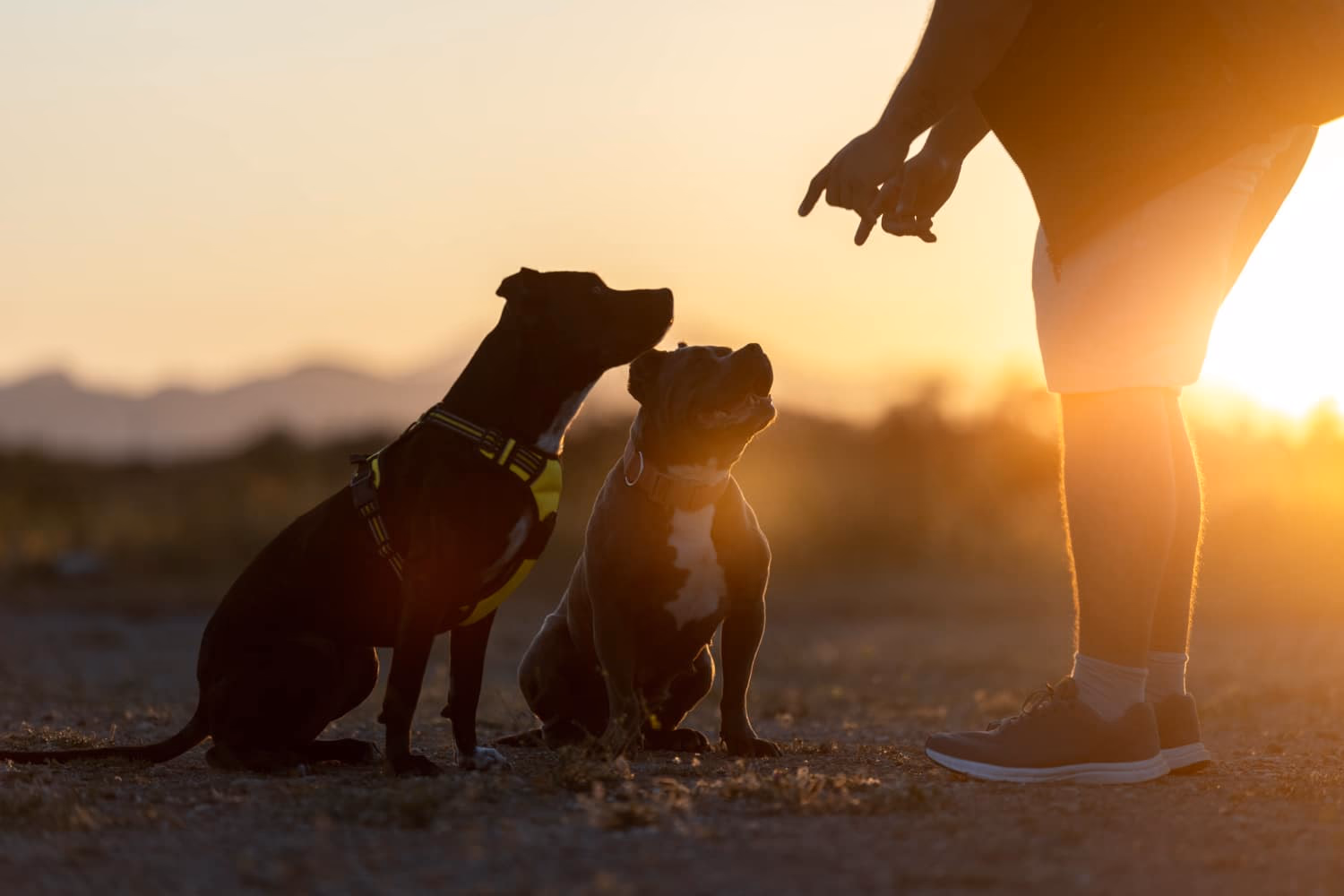 Dog Price in Kolkata 2025 – Complete Guide by Flower Pets Birati