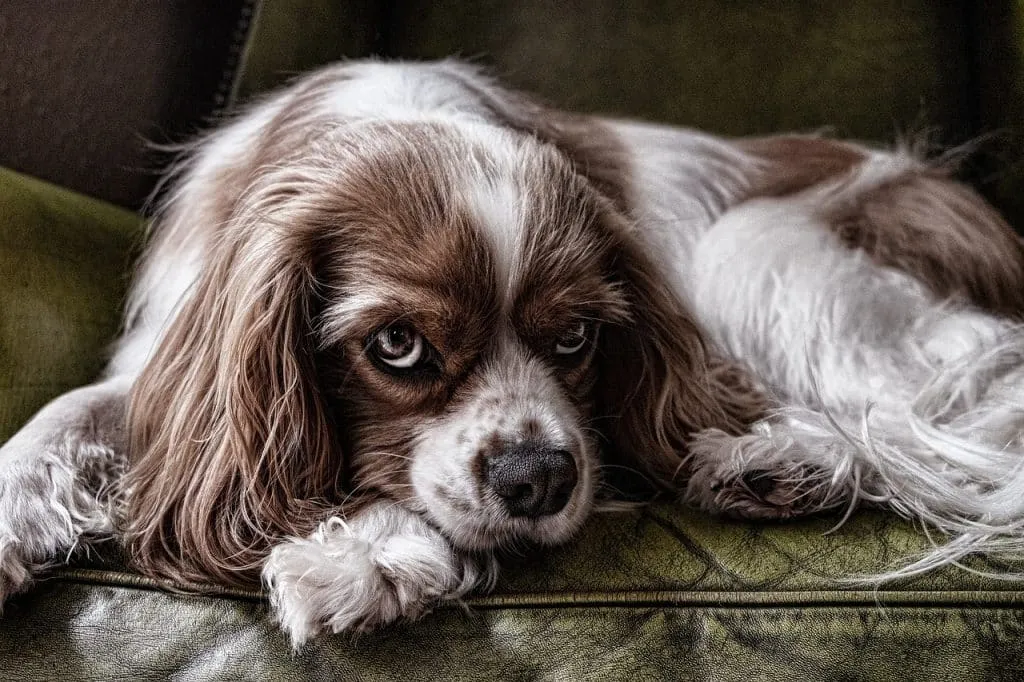 Dog Proofing Tips