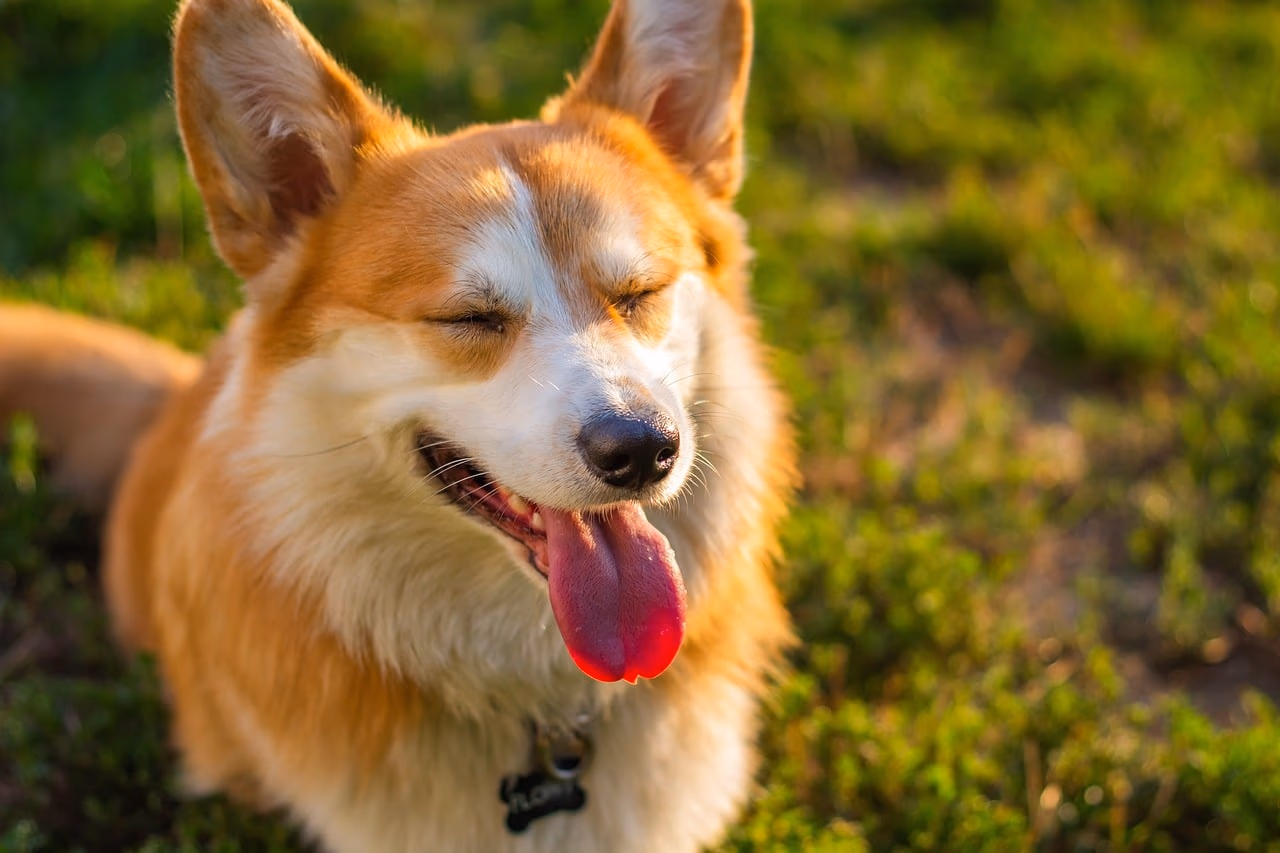 Dogs for Sale Online in Kolkata: Is It Safe? A Buyer's Checklist Before You Pay