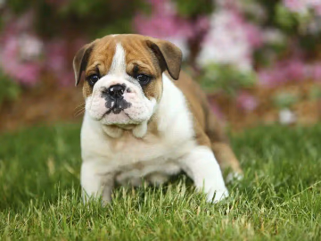 English Bulldog puppy sitting outdoors