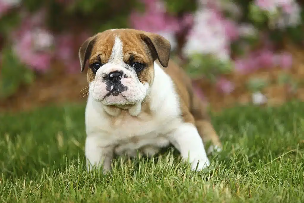 English Bulldog puppy sitting outdoors