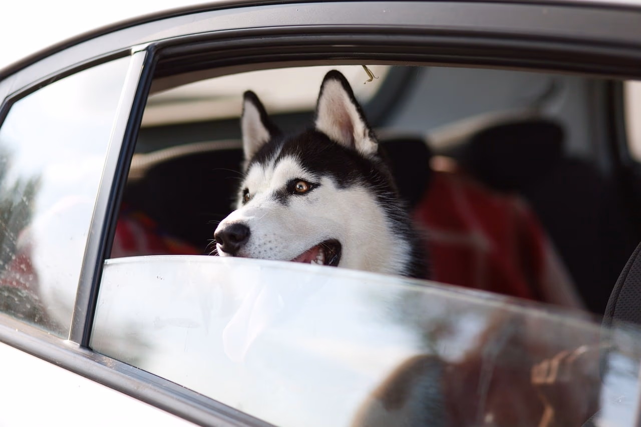 Find out Everything about Husky Puppies Before Buy