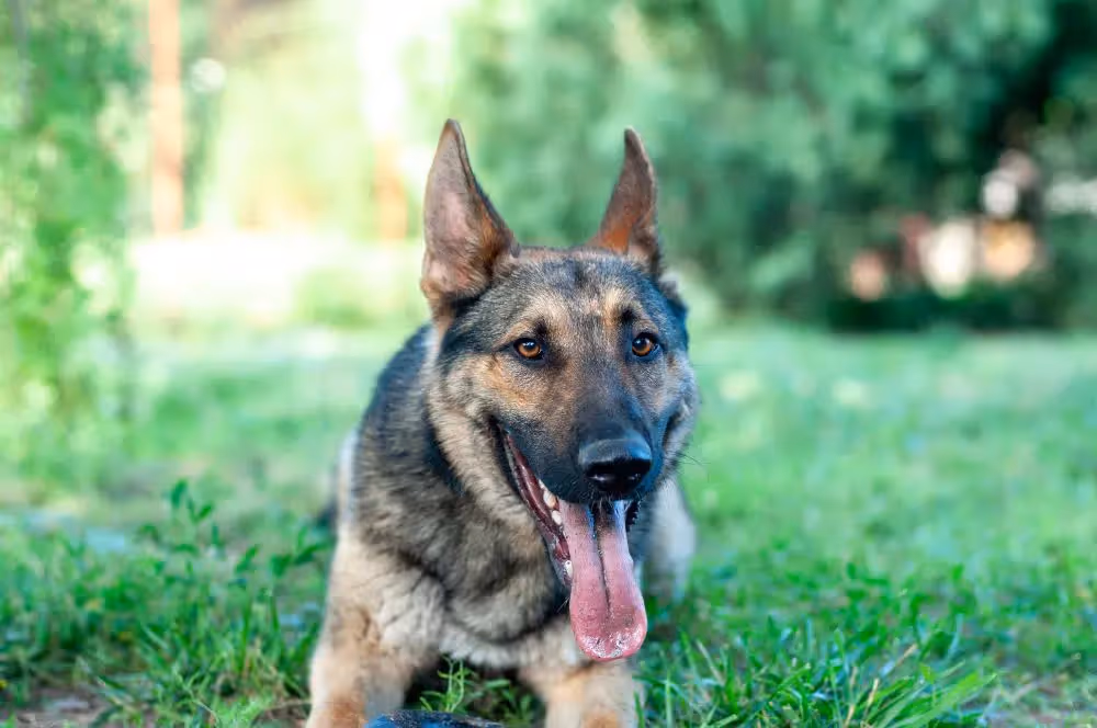 Adult sable German Shepherd lying on grass with ears up and tongue out