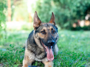 Adult sable German Shepherd lying on grass with ears up and tongue out
