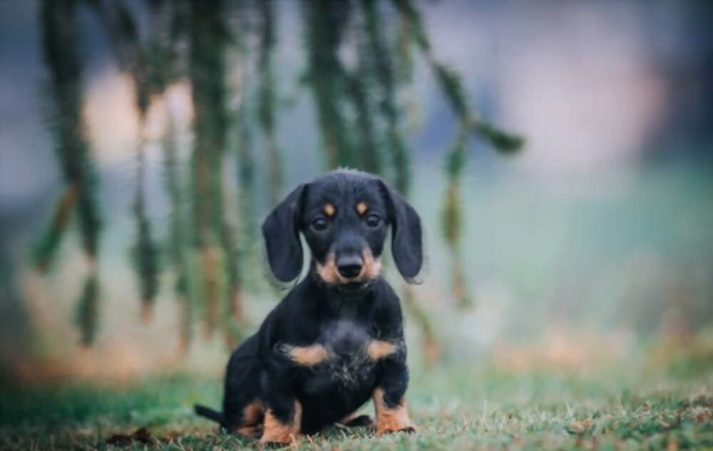 Best online pet shop in Kolkata