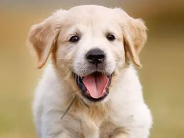 Cream Golden Retriever puppy running towards the camera with its mouth open