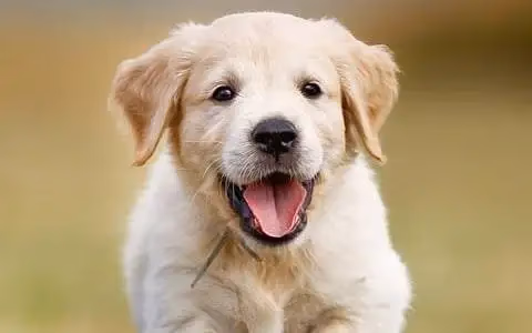 Cream Golden Retriever puppy running towards the camera with its mouth open
