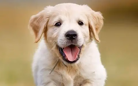 Cream Golden Retriever puppy running towards the camera with its mouth open