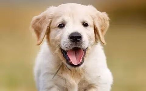 Cream Golden Retriever puppy running towards the camera with its mouth open