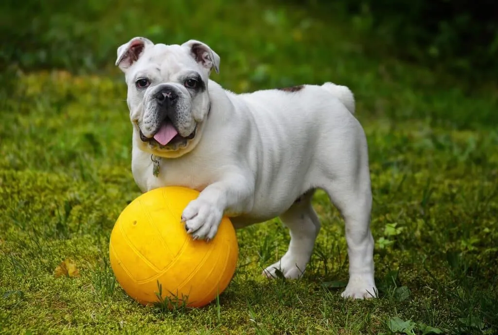 Dog Age Calculated