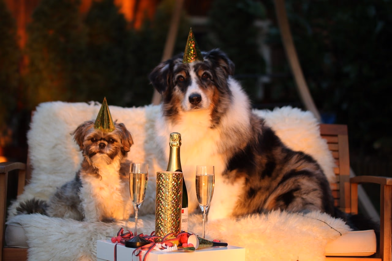 How Are Dog Years Calculated?