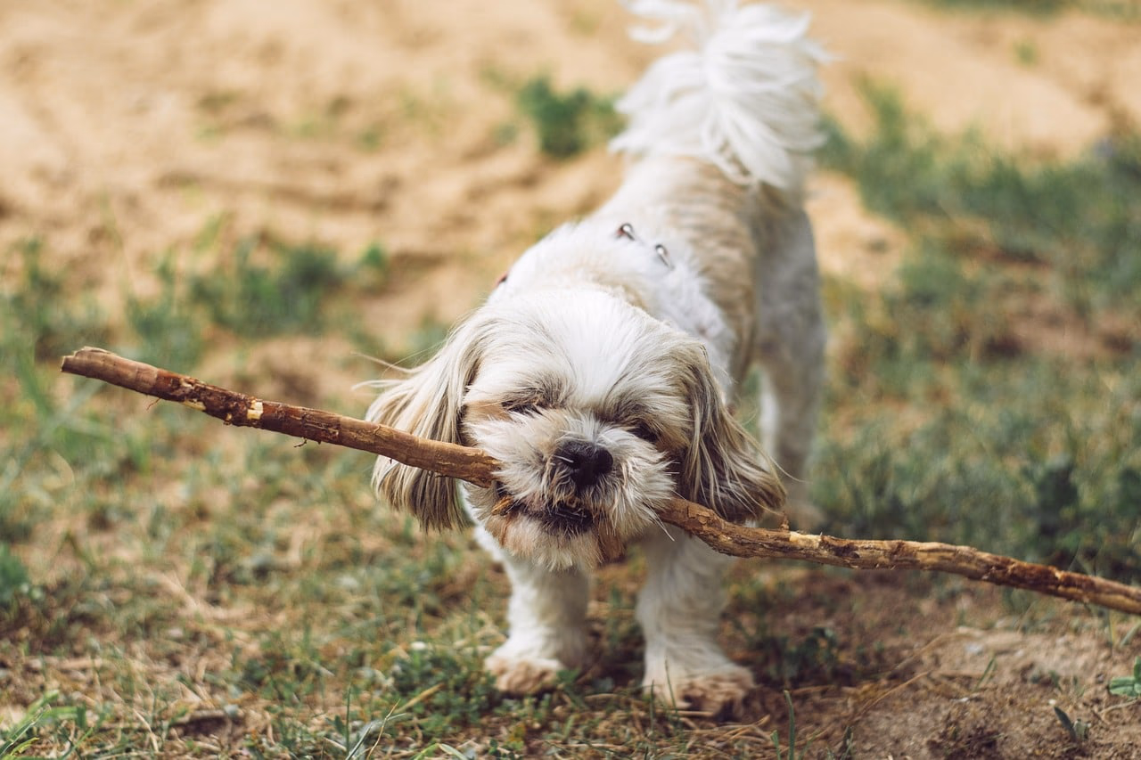 🐶 Puppy Cost in India: Monthly Expenses & Budget Guide