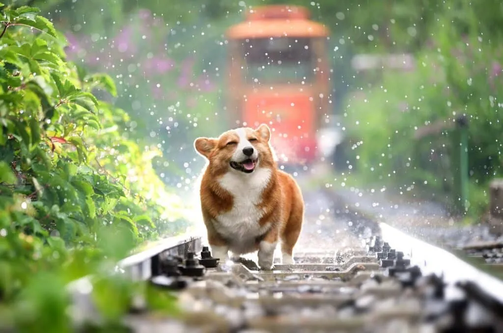 Dog Reduce Allergies 1
