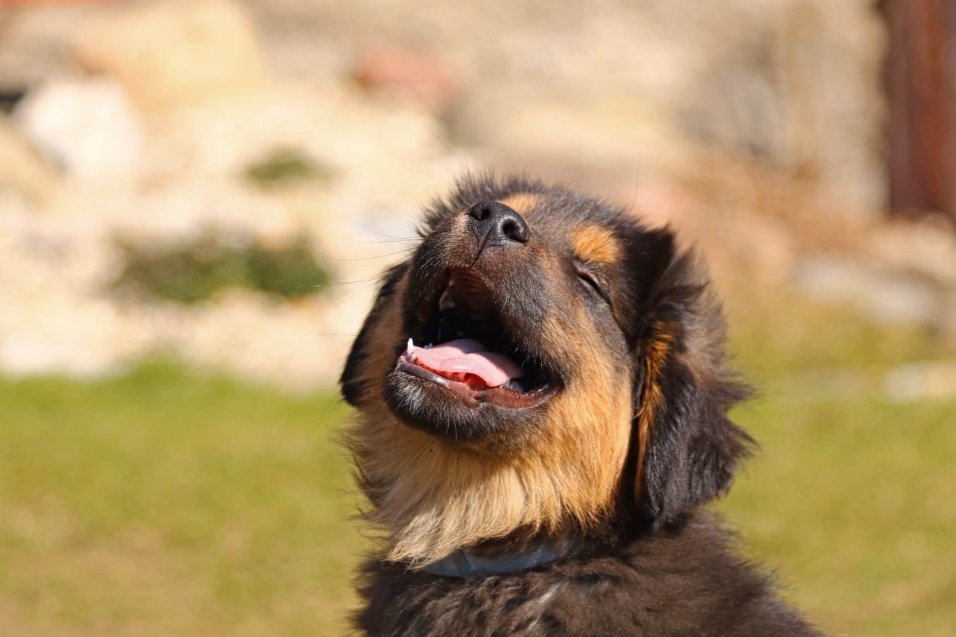 How Dogs for Sale in Kolkata Reduce Allergies in Children