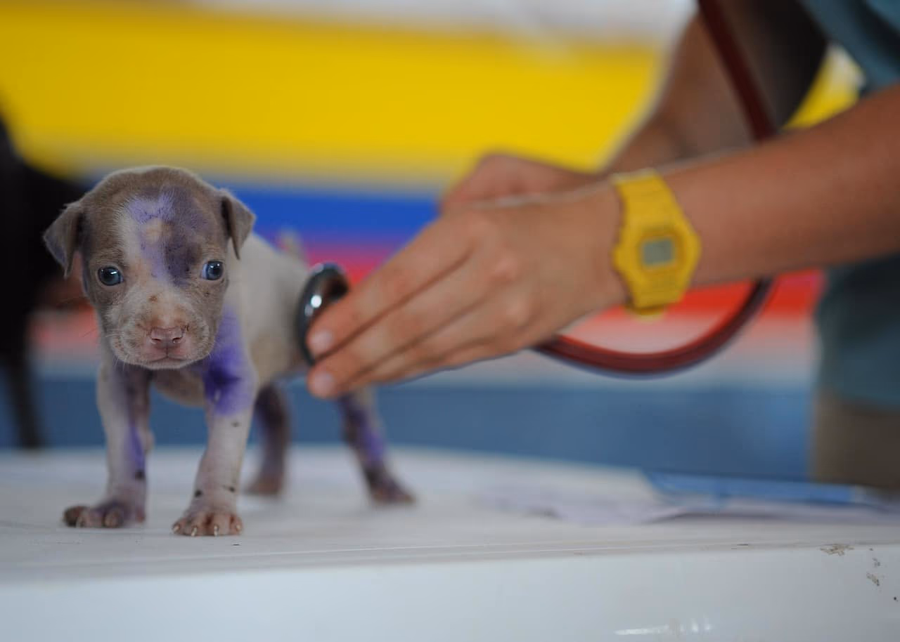 Puppy Health Checklist: How to Check Before Buying