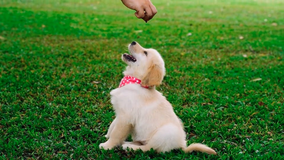 How to Get a Dog in Kolkata?
