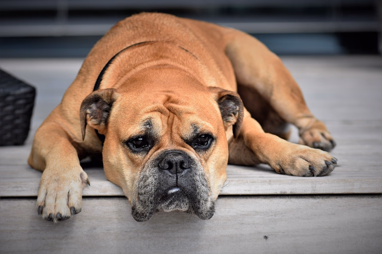 How to Keep Your Pet Dog Safe: Learn from Experts