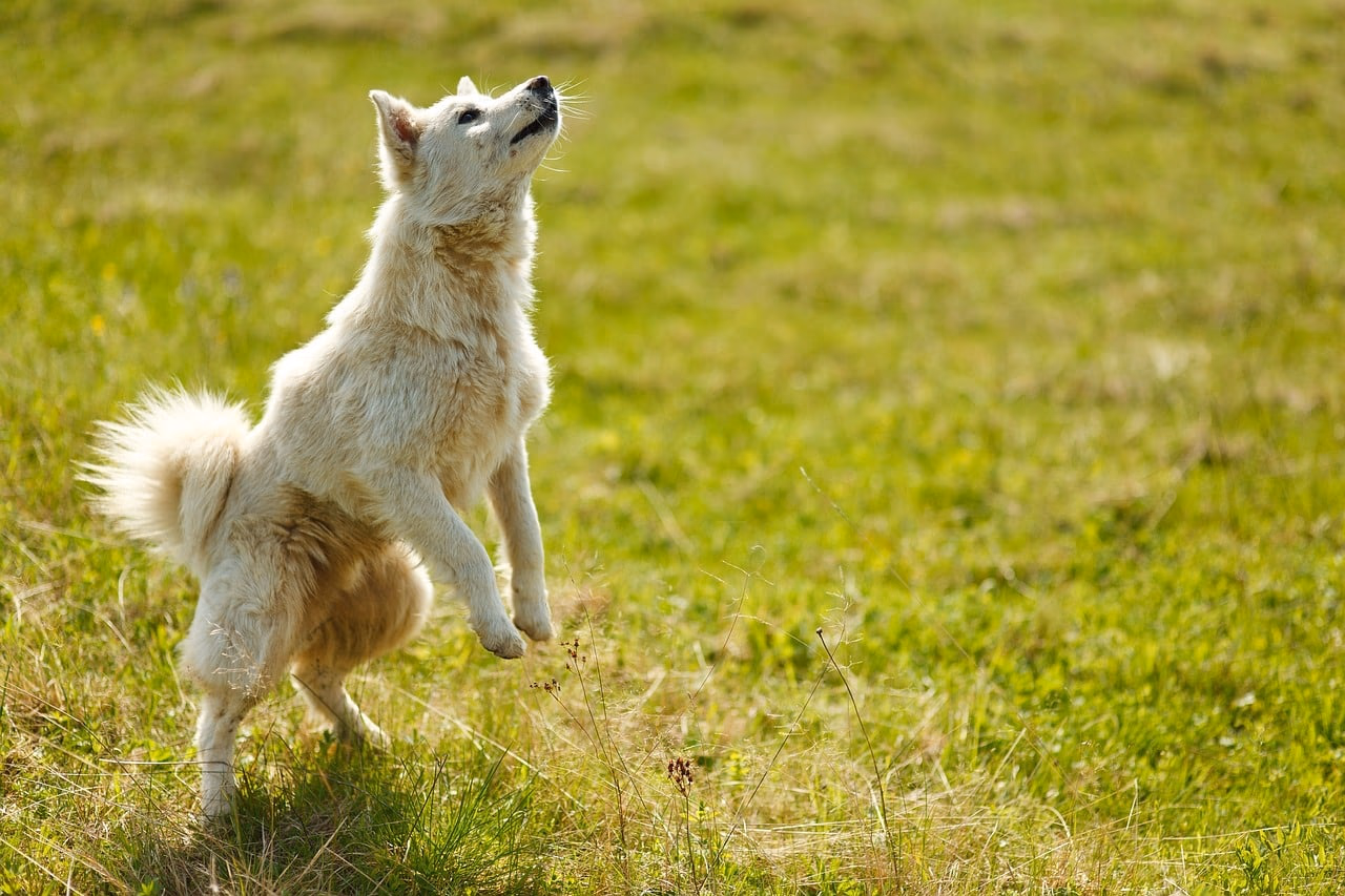 How to Teach an Old Dog New Tricks