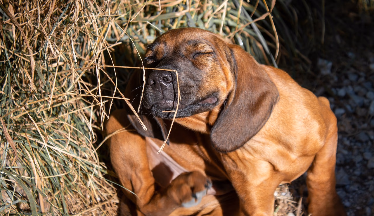Is Your Dog Itching Continuously? Know about the Causes & the Solutions