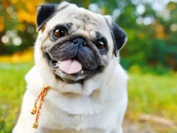 Fawn Pug sitting outdoors with its tongue out, wearing a gold cord collar