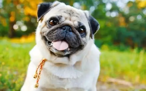 Fawn Pug sitting outdoors with its tongue out, wearing a gold cord collar