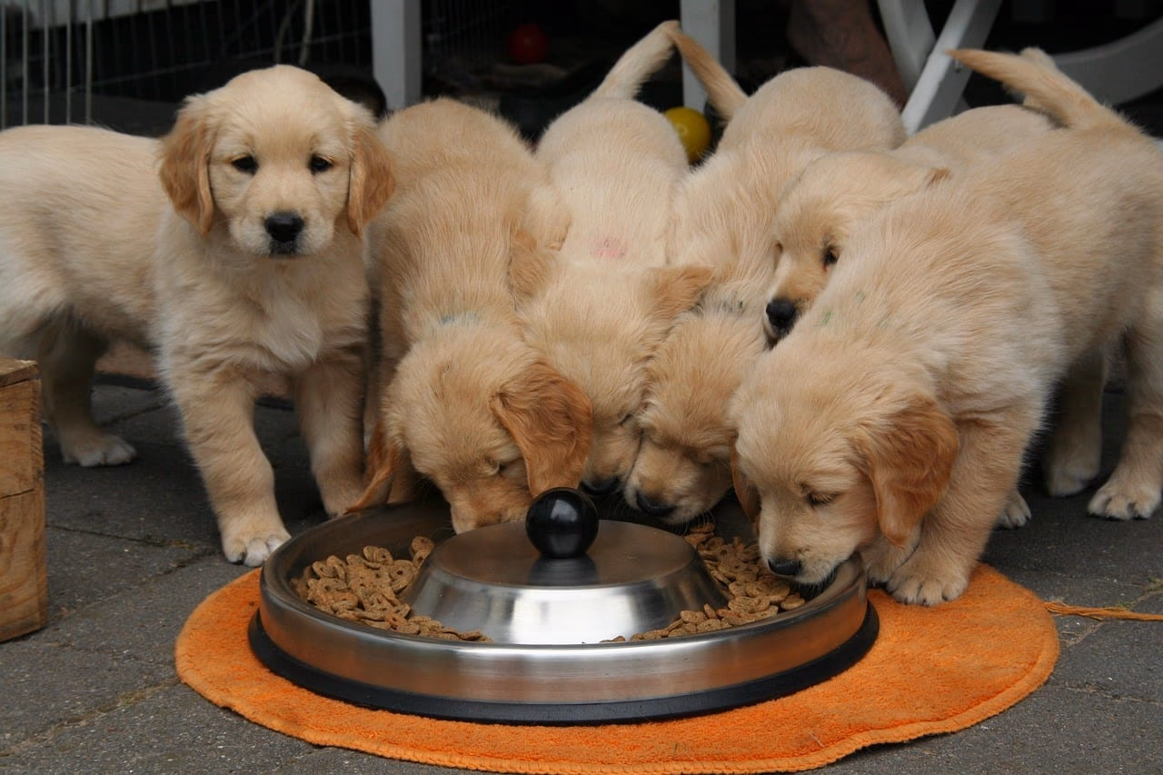 Top 10 Dog Breeds for Sale in Kolkata – Best Puppies for Every Home