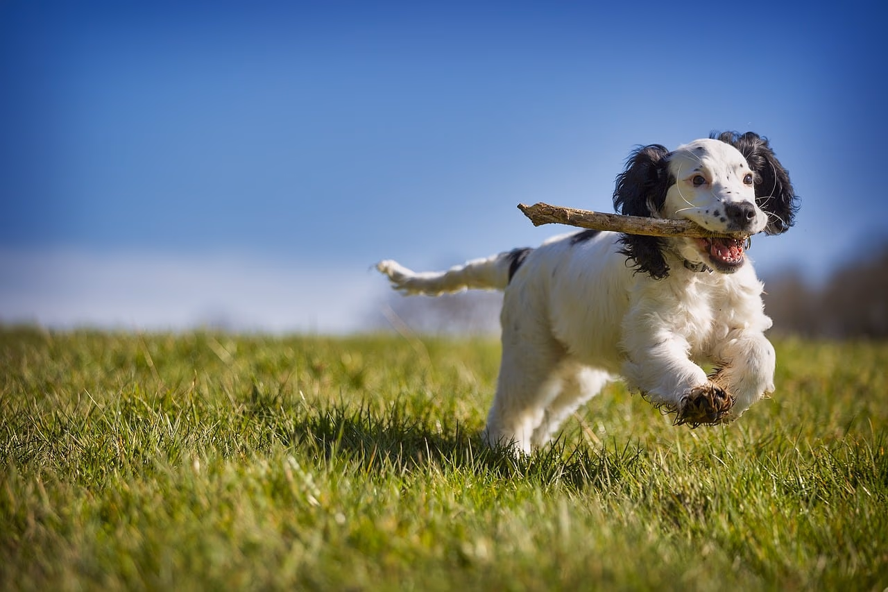 Puppy Teething - Everything You Need to Know