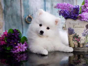 White Indian Spitz puppy with a thick coat and pricked ears