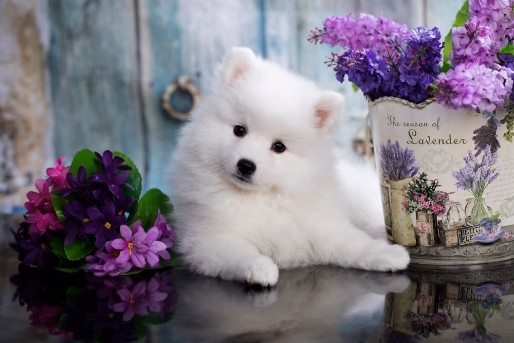 Dogs for Sale with Price in Kolkata: 2026 Breed-Wise Price Guide