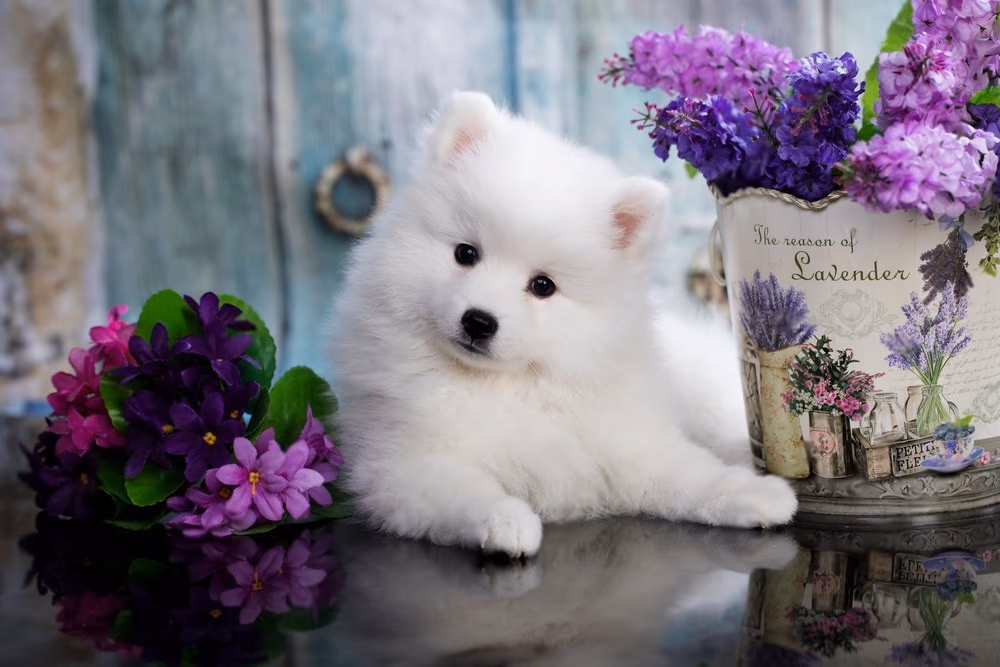 White Indian Spitz puppy with a thick coat and pricked ears
