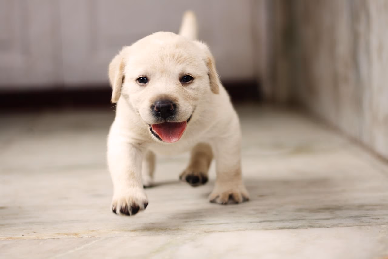 The Cost of Bringing Home a Labrador Puppy in Kolkata – Price & Buying Guide