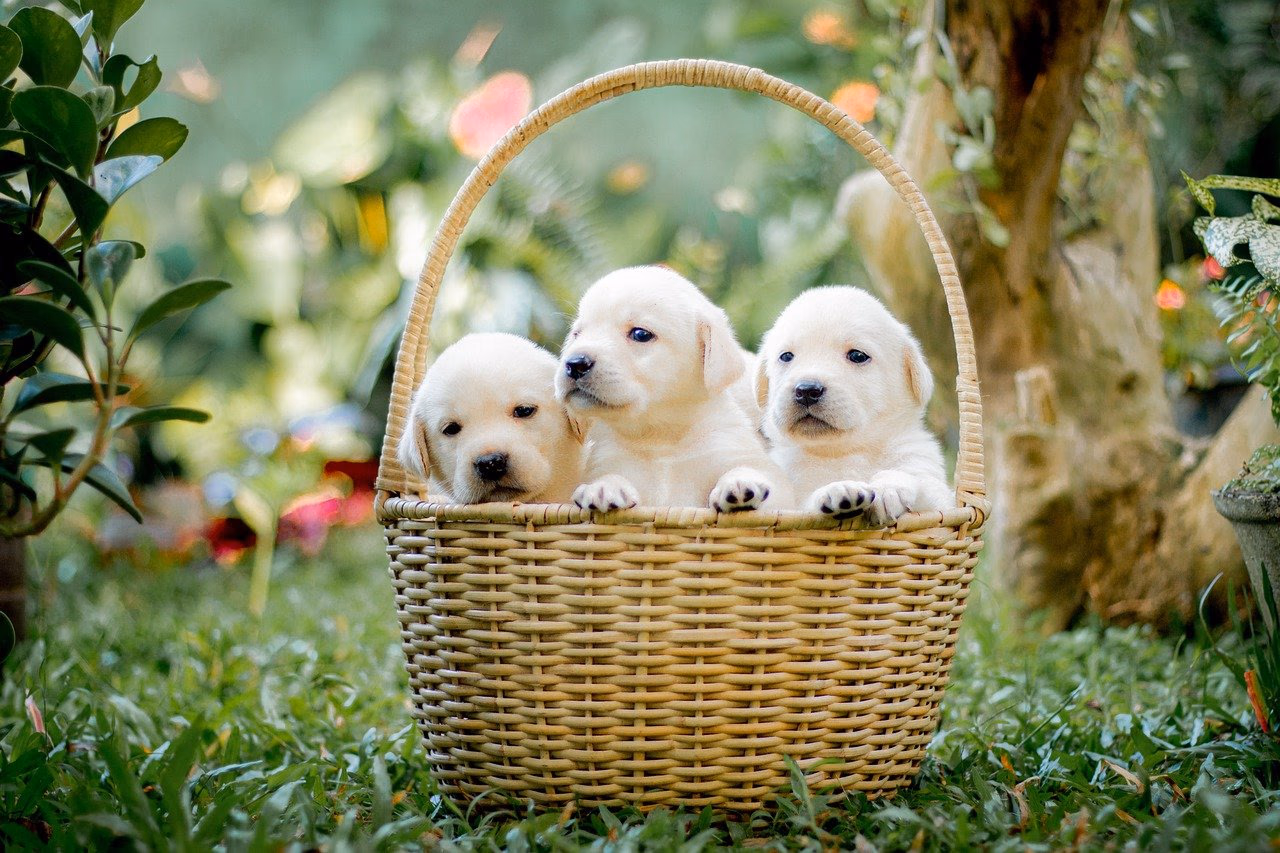 The Ultimate Guide to Dog Prices in Kolkata – Factors That Influence Costs