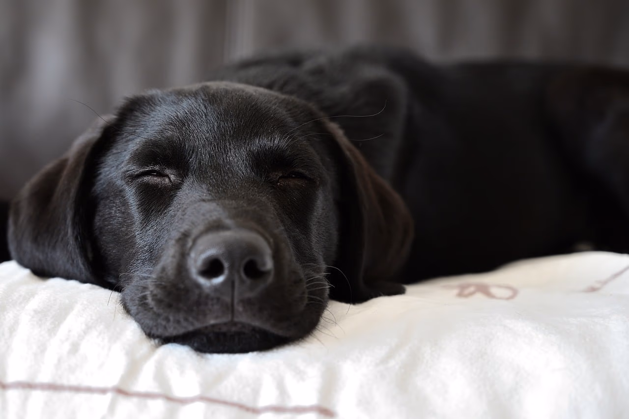 The Ultimate Guide to Labrador Retrievers: Everything You Need to Know