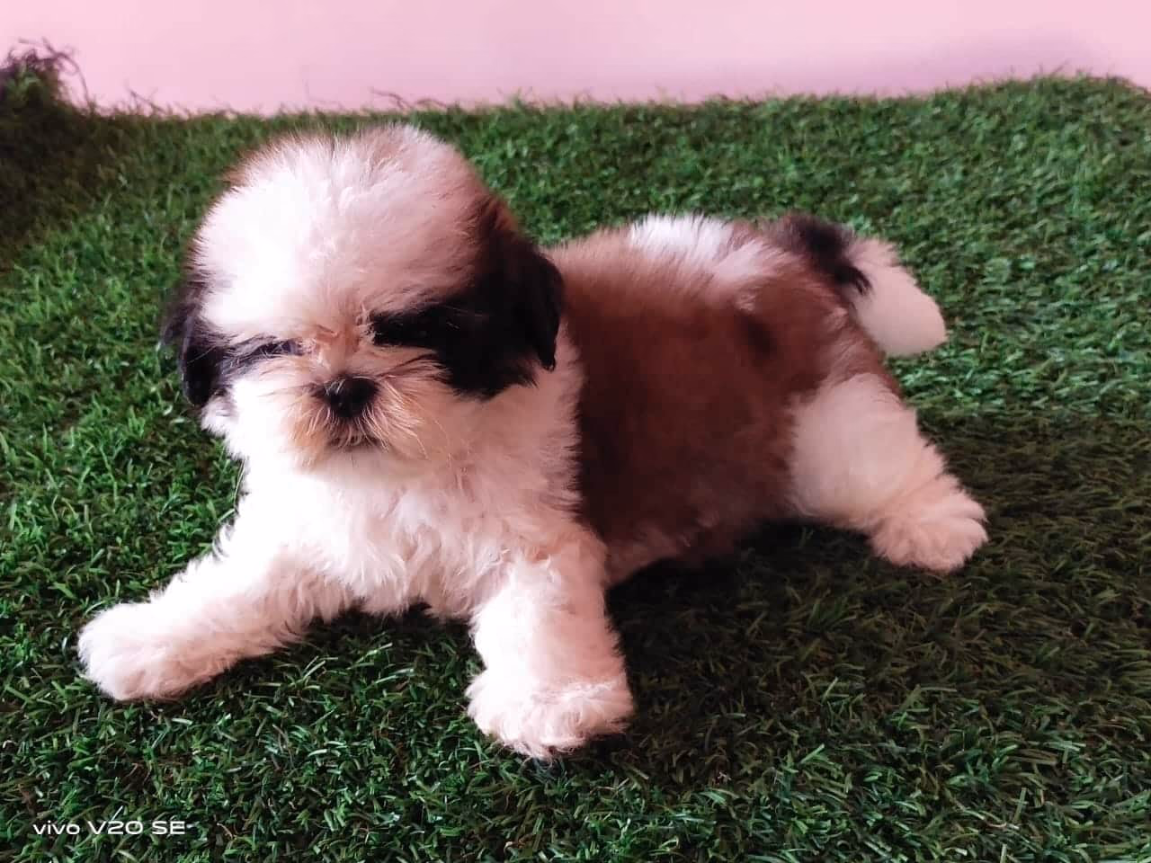 Things You Need to Know Before Bring a Puppy