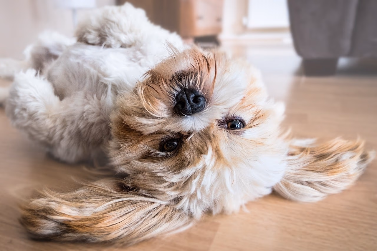 Visit a Trusted Dog Shop & Connect with the Puppy Before Bringing it Home