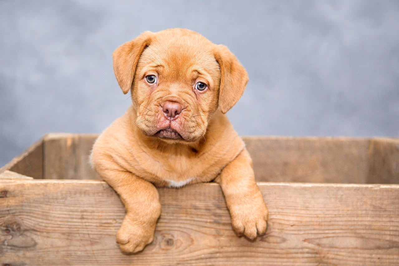 Dog for Sale Near Me in West Bengal & Beyond – Find Puppies in Your City