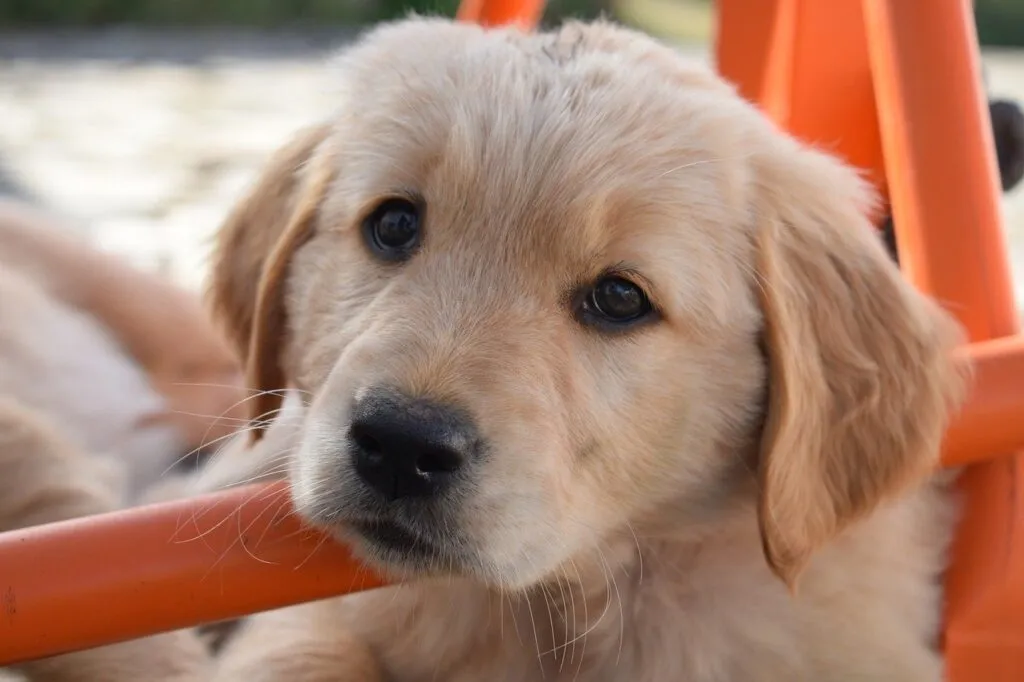 Where Can I Buy a Purebred Puppy in Kolkata?
