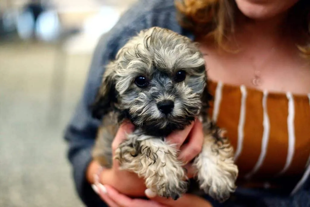 Where Can I Buy a Purebred Puppy in Kolkata?