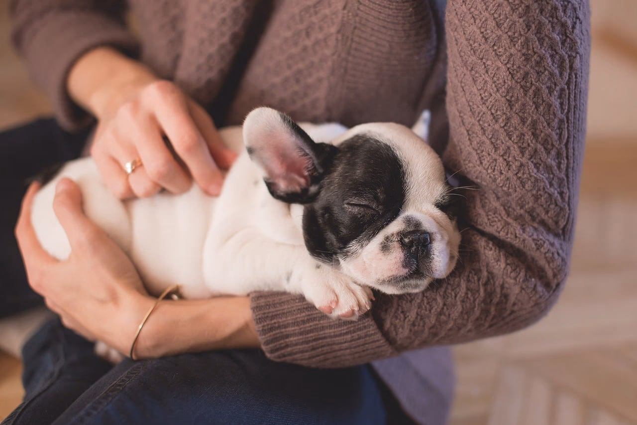Top 50 Dog Girl Names - A Guide to Choosing the Perfect Name for Your Female Puppy