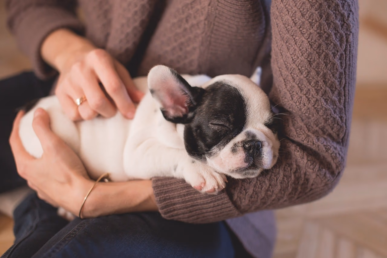 Where Can I Buy a Purebred Puppy in Kolkata?