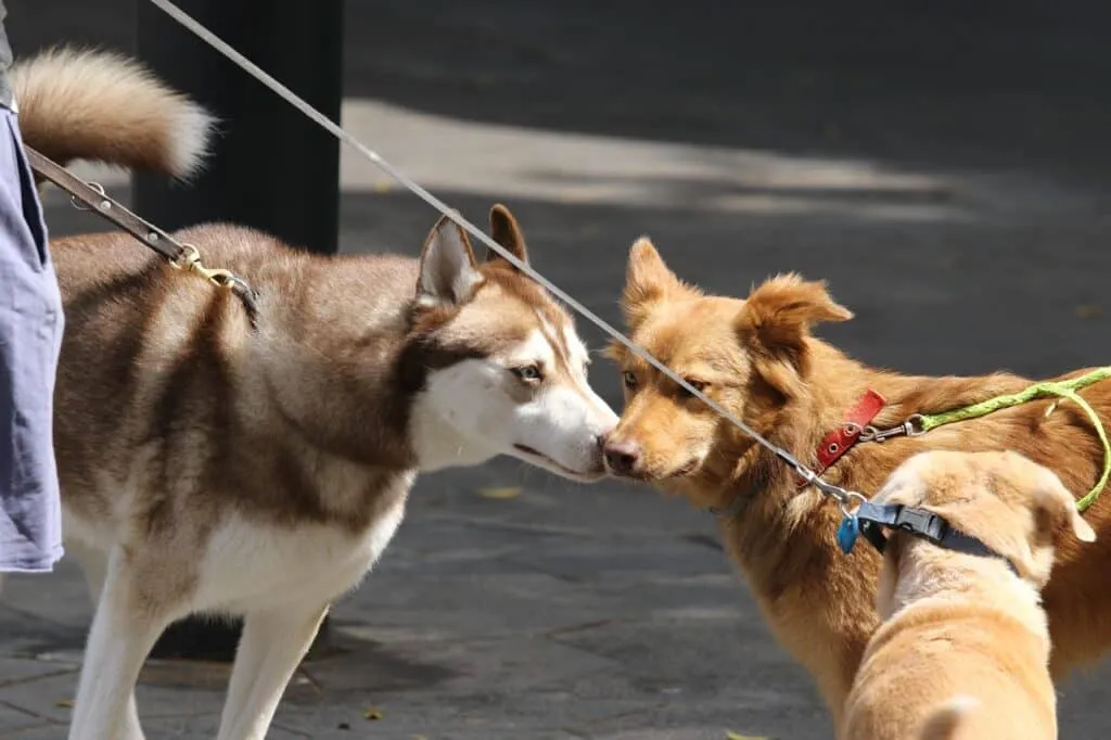 Dogs Sniff information