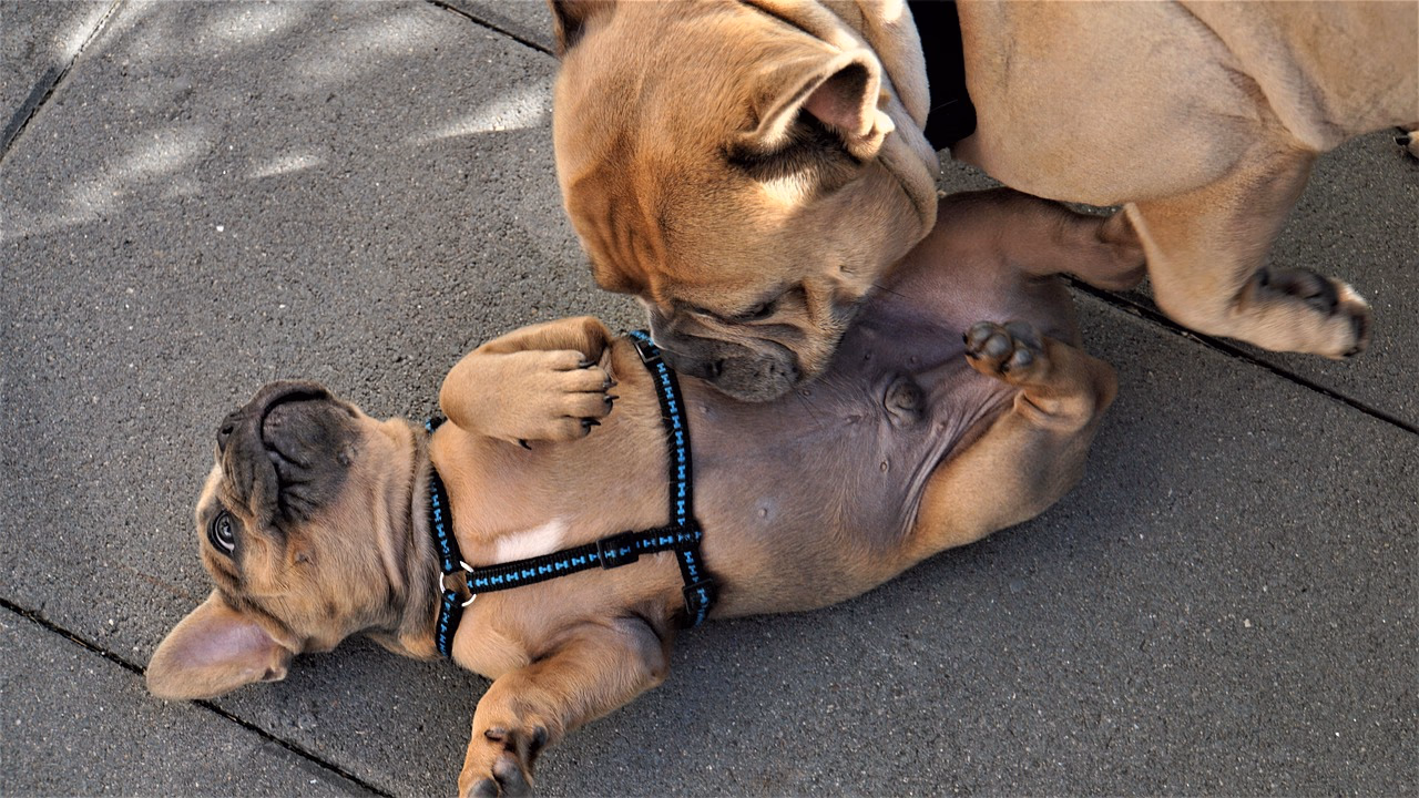 Why Do Dogs Sniff Other Dogs’ Rear Ends?