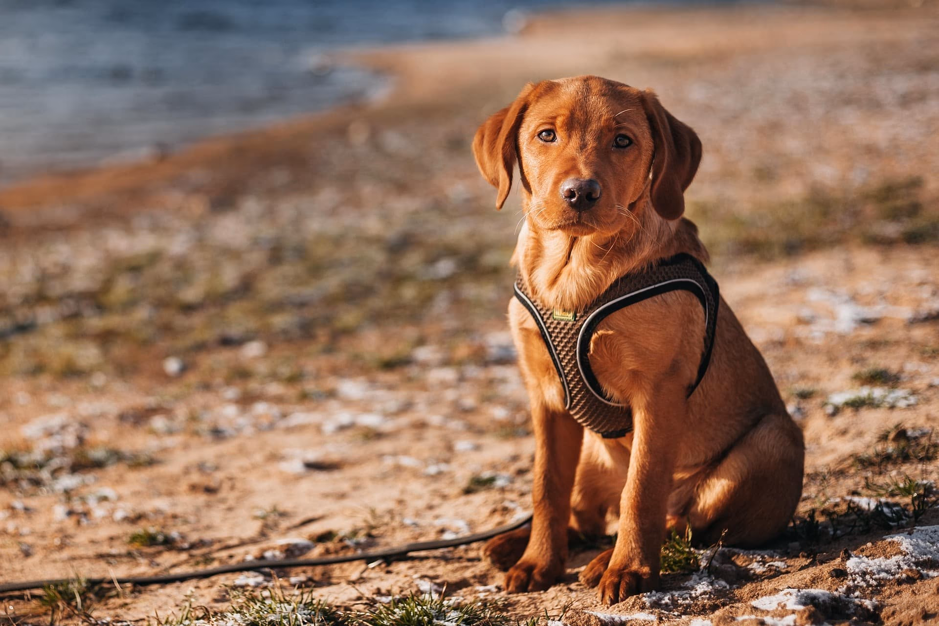 Your Guide to Buying Labrador Puppies in Kolkata – What Every Pet Lover Should Know