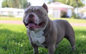 American-bully puppies for sale near me